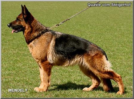 Essay vom steigerhof 04 picture