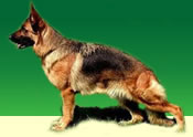 German Shepherd Dogs