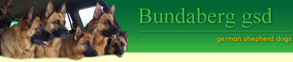 Bundaberg gsd - german shepherd dogs