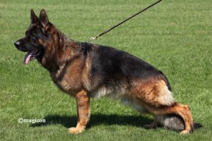 Bundaberg GSD – German Shepherd Dog Breeder